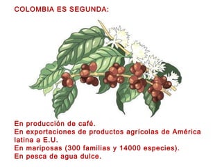 COLOMBIA ES SEGUNDA: En producción de café. En exportaciones de productos agrícolas de América latina a E.U. En mariposas (300 familias y 14000 especies). En pesca de agua dulce.   