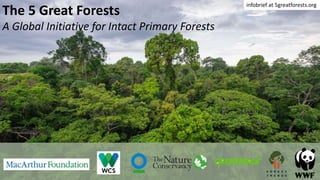 The 5 Great Forests
A Global Initiative for Intact Primary Forests
infobrief at 5greatforests.org
 