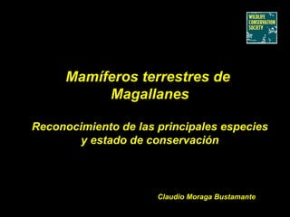 Mamíferos terrestres de  Magallanes Reconocimiento de las principales especies y estado de conservación Claudio Moraga Bustamante 