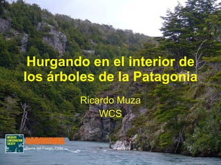 Hurgando en el interior de los árboles de la Patagonia Ricardo Muza WCS KARUKINKA Tierra del Fuego, Chile 