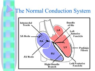 The Normal Conduction System 