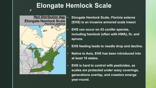 Elongate Hemlock Scale and Boxwood Blight: Emerging Invasive Threats to ...