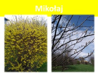 Mikołaj
 
