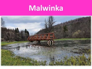 Malwinka
 