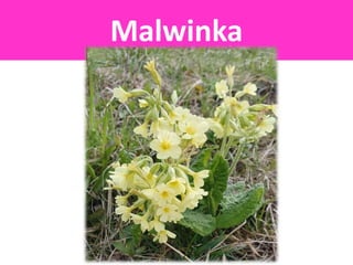 Malwinka
 