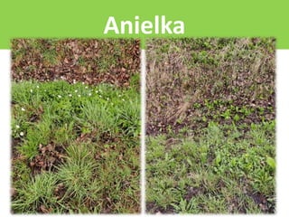Anielka
 