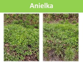 Anielka
 