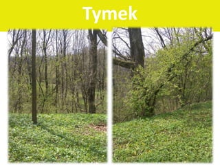 Tymek
 