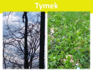 Tymek
 