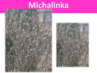Michalinka
 