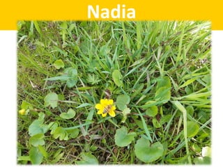 Nadia
 