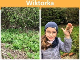 Wiktorka
 