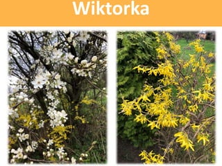 Wiktorka
 