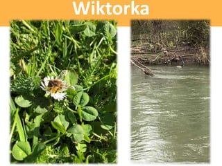 Wiktorka
 