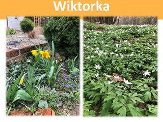 Wiktorka
 