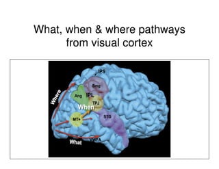 What, when & where pathways
from visual cortex
VWFA
 