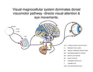 Visual magnocellular system dominates dorsal
visuomotor pathway -directs visual attention &
eye movements.
 