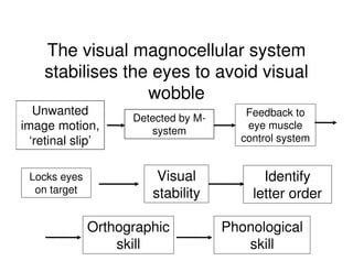 Unwanted
image motion,
‘retinal slip’
Locks eyes
on target
Visual
stability
Identify
letter order
Feedback to
eye muscle
control system
The visual magnocellular system
stabilises the eyes to avoid visual
wobble
Detected by M-
system
Orthographic
skill
Phonological
skill
 