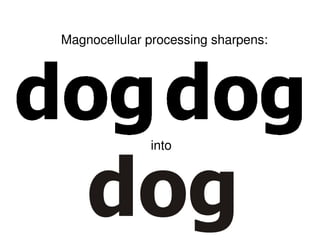 Magnocellular processing sharpens:
into
 