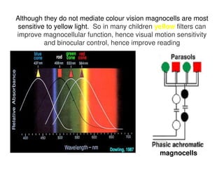 Although they do not mediate colour vision magnocells are most
sensitive to yellow light. So in many children yellow filters can
improve magnocellular function, hence visual motion sensitivity
and binocular control, hence improve reading
magnocells
 