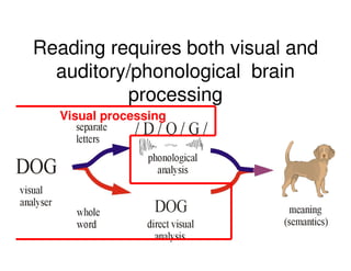 Reading requires both visual and
auditory/phonological brain
processing
Visual processing
 