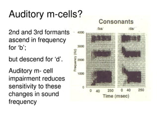 2nd and 3rd formants
ascend in frequency
for ‘b’;
but descend for ‘d’.
Auditory m- cell
impairment reduces
sensitivity to these
changes in sound
frequency
Auditory m-cells?
 