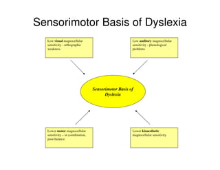 Sensorimotor Basis of
Dyslexia
Low visual magnocellular
sensitivity - orthographic
weakness
Low auditory magnocellular
sensitivity - phonological
problems
Lower motor magnocellular
sensitivity – in coordination,
poor balance
Lower kinaesthetic
magnocellular sensitivity
Sensorimotor Basis of Dyslexia
 