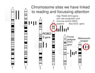 Chromosome sites we have linked
to reading and focussing attention
C6p ?KIAA 0319 gene -
cell~cell recognition and
immune control (MHC
system) Also DCD gene
Finnish
pedigree
DYX1
gene
ROBO
3 gene Melanocortin
receptor
 
