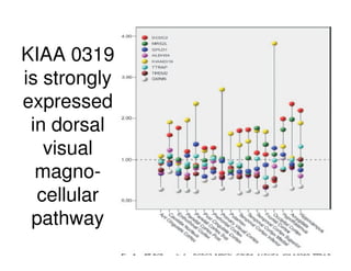 KIAA 0319
is strongly
expressed
in dorsal
visual
magno-
cellular
pathway
 