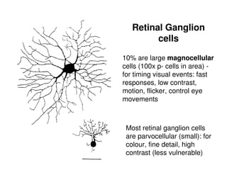 10% are large magnocellular
cells (100x p- cells in area) -
for timing visual events: fast
responses, low contrast,
motion, flicker, control eye
movements
Most retinal ganglion cells
are parvocellular (small): for
colour, fine detail, high
contrast (less vulnerable)
Retinal Ganglion
cells
 