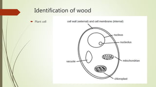 Botanical Evidence Examples Forensic Botany | PPTX