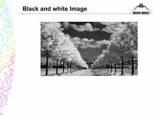 Black and white Image 
 
