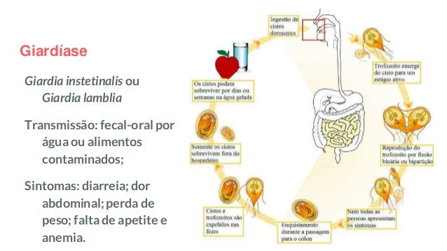 Resultado de imagem para doenÃ§a giardiase