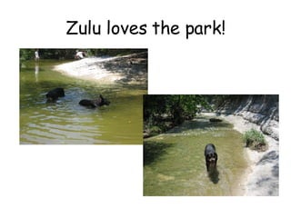 Zulu loves the park! 