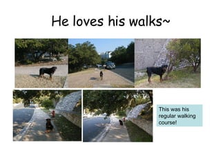 He loves his walks~ This was his regular walking course! 