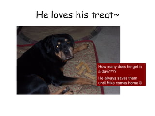 He loves his treat~ How many does he get in a day???? He always saves them until Mike comes home   