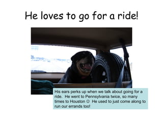 He loves to go for a ride! His ears perks up when we talk about going for a ride.  He went to Pennsylvania twice, so many times to Houston     He used to just come along to run our errands too! 