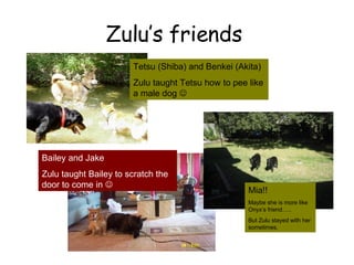 Zulu’s friends  Tetsu (Shiba) and Benkei (Akita) Zulu taught Tetsu how to pee like a male dog   Bailey and Jake Zulu taught Bailey to scratch the door to come in   Mia!! Maybe she is more like Onyx’s friend….. But Zulu stayed with her sometimes. 