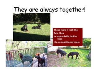 They are always together! These make it look like  Zulu likes  to stay outside, but he likes  his air-conditioned room. 
