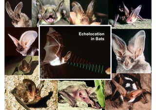 Echolocation
                         in Bats




19.12.2005   Vortragstitel         38
 