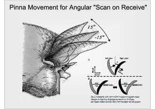 Pinna Movement for Angular "Scan on Receive"




 19.12.2005        Vortragstitel         40
 