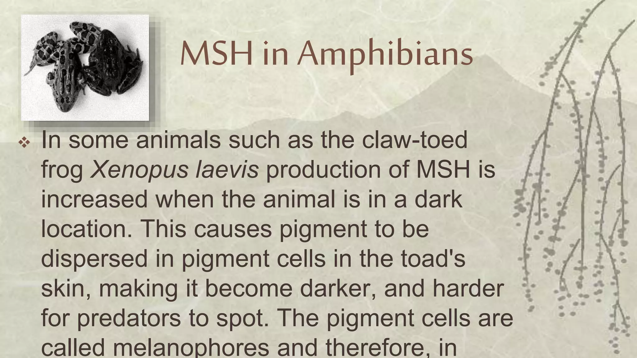 MSH in Amphibians
 In some animals such as the claw-toed
frog Xenopus laevis production of MSH is
increased when the animal is in a dark
location. This causes pigment to be
dispersed in pigment cells in the toad's
skin, making it become darker, and harder
for predators to spot. The pigment cells are
called melanophores and therefore, in
 
