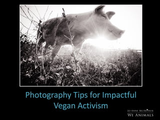 Photography Tips for Impactful
Vegan Activism
 