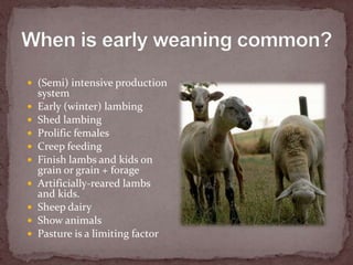 Weaning artificially-reared lambs and kids<br />6 to 8 weeks is optimal<br />2 to 3 x birth weight<br />Minimum 20 to 25 l...