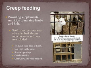 Weaning lambs and kids