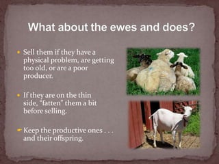 What do you do after weaning with the lambs and kids?  Take them to market or keep them for further feeding or grazing<br ...