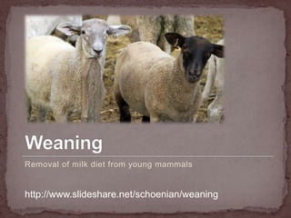 Weaning lambs and kids
