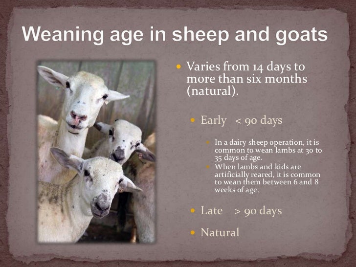 Weaning Lambs And Kids weaning-lambs-and-kids