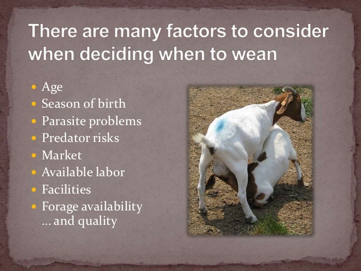 Weaning Lambs And Kids weaning-lambs-and-kids