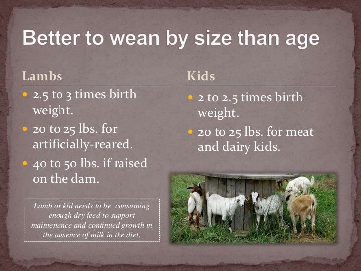 weaning-lambs-and-kids